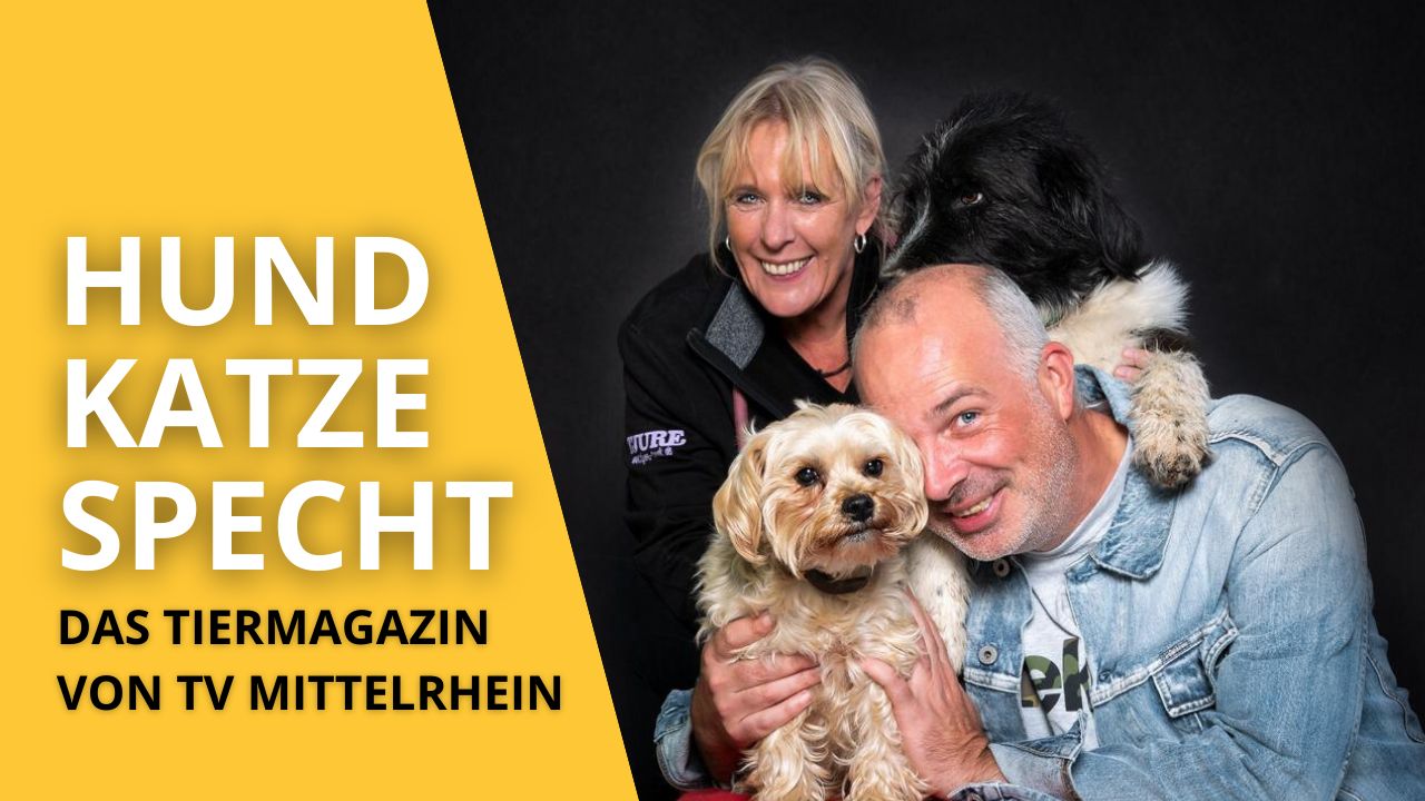 Hund Katze Specht Hund Katze Specht