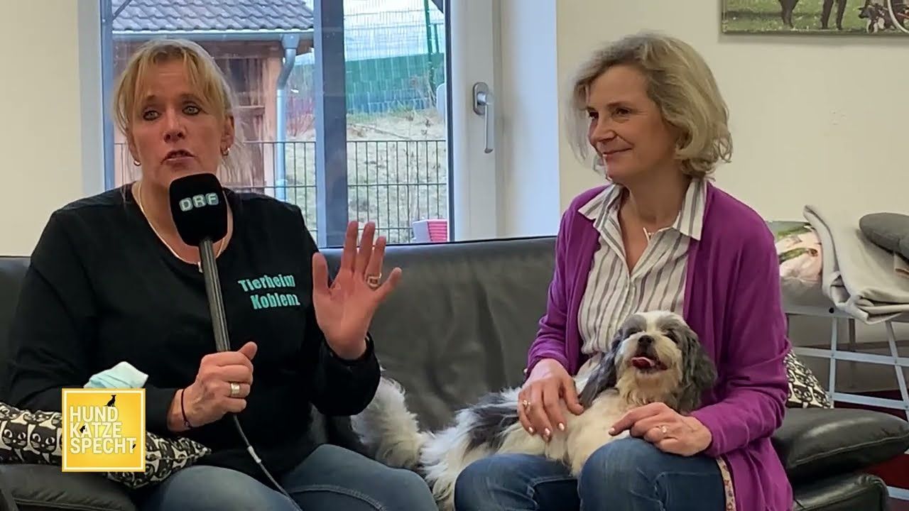 "Hund Katze Specht" aus dem Tierheim Koblenz