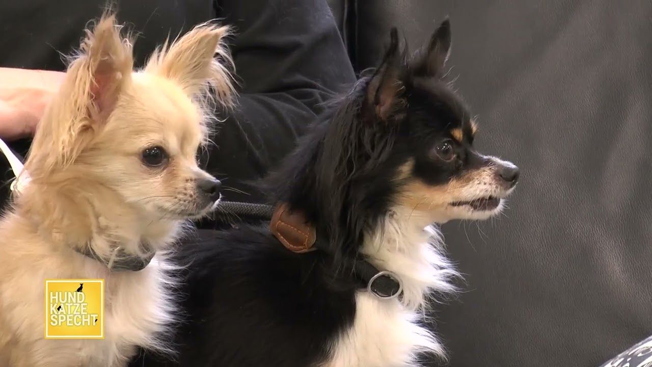 "Hund Katze Specht" mit Mario Specht