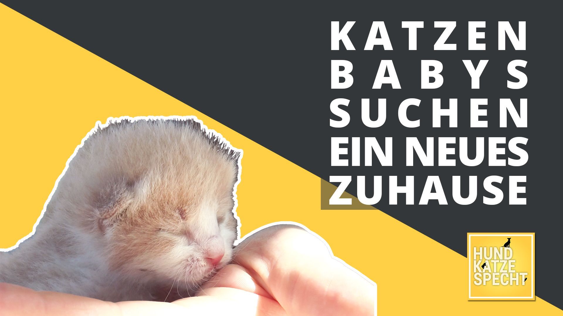 Hund Katze Specht aus dem Tierheim Koblenz