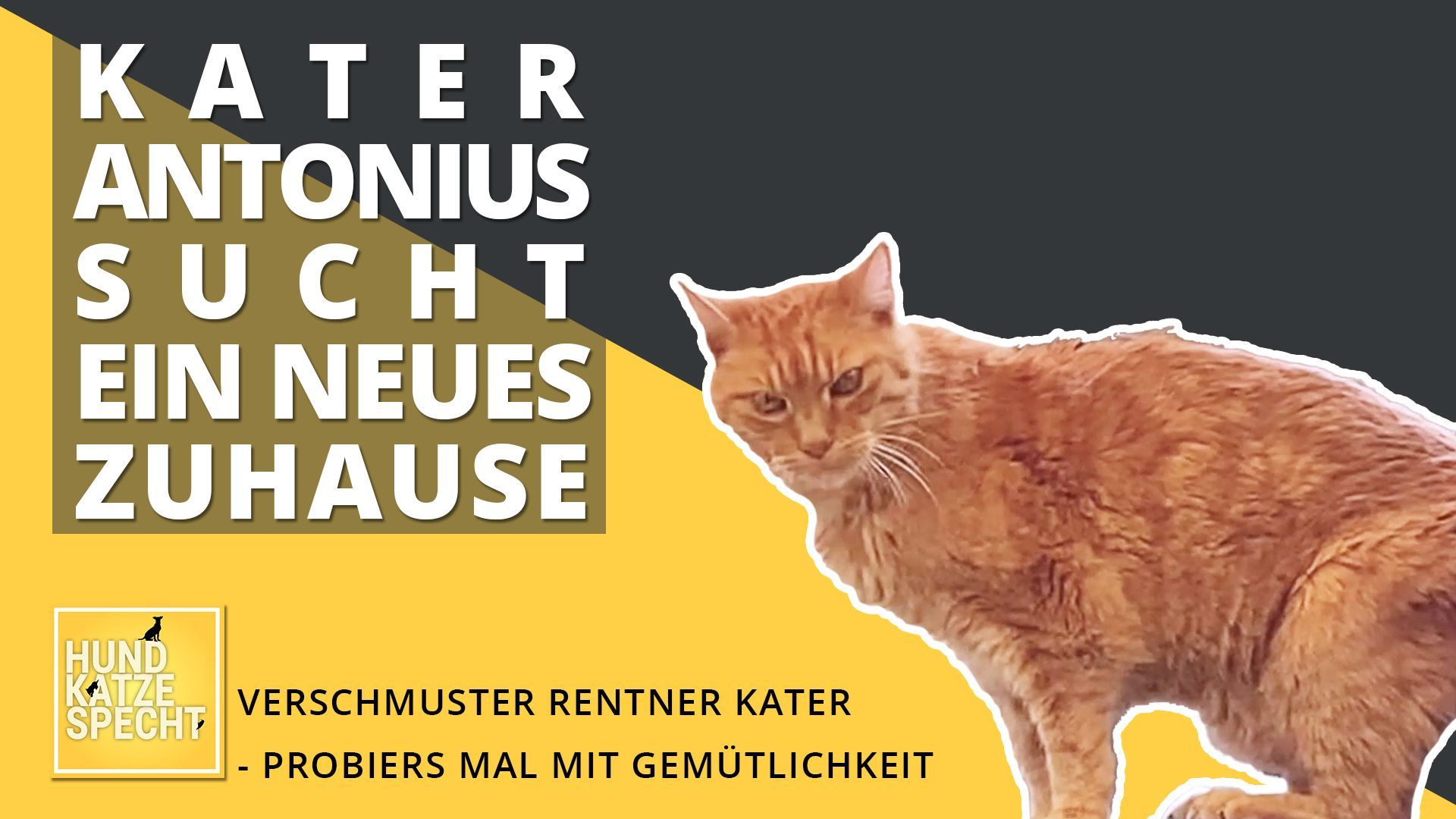 Hund Katze Specht aus dem Tierheim Koblenz