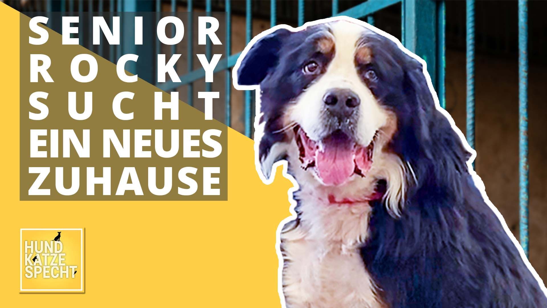 Hundesenior sucht ein liebevolles Zuhause