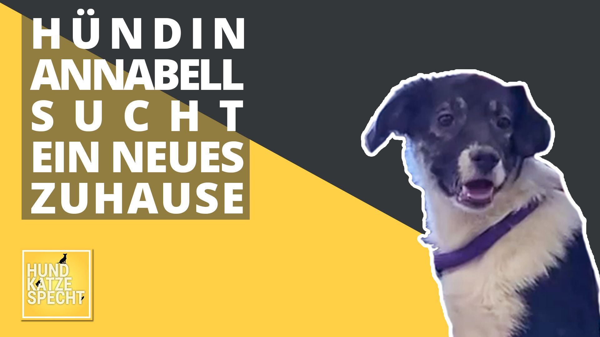 Hund Katze Specht: Ist es ein Jack Russell?