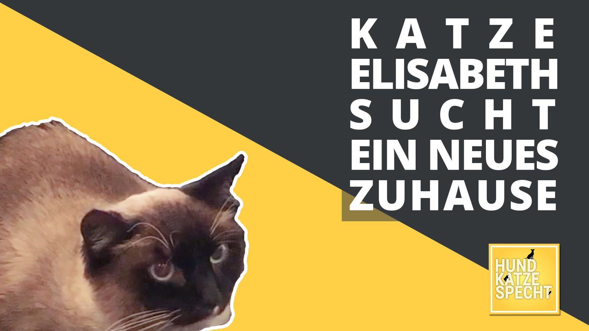 Achtlosigkeit bei Katzenoma