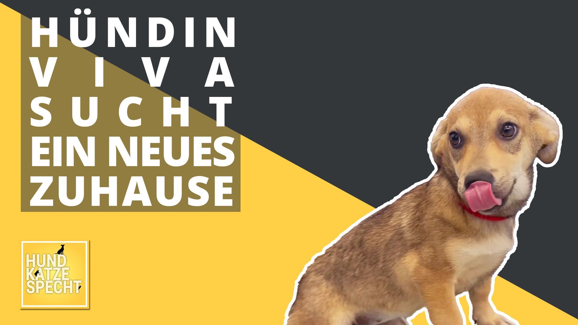 Hund Katze Specht aus dem Tierheim Koblenz