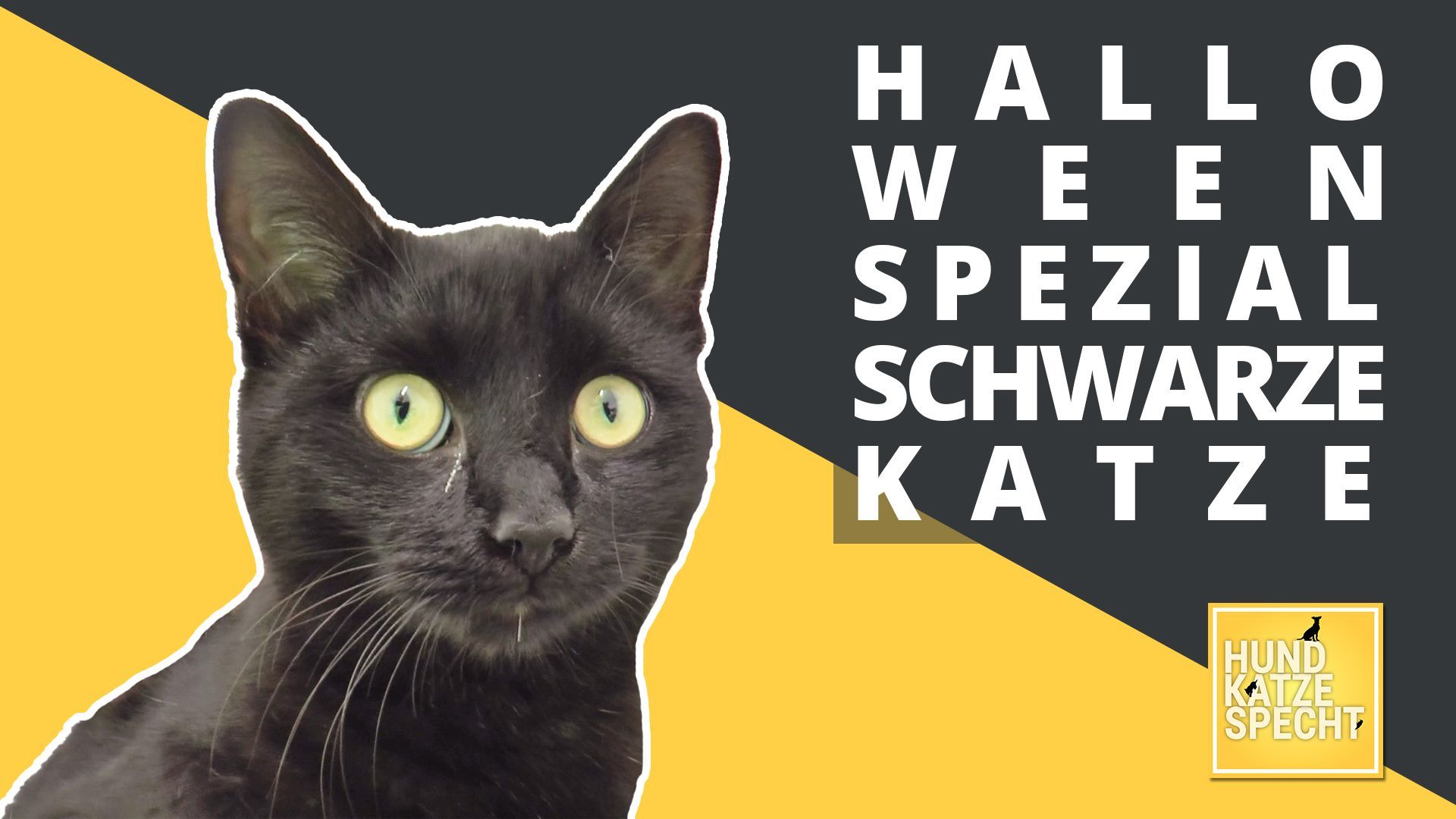 Mythos schwarze Katze 
