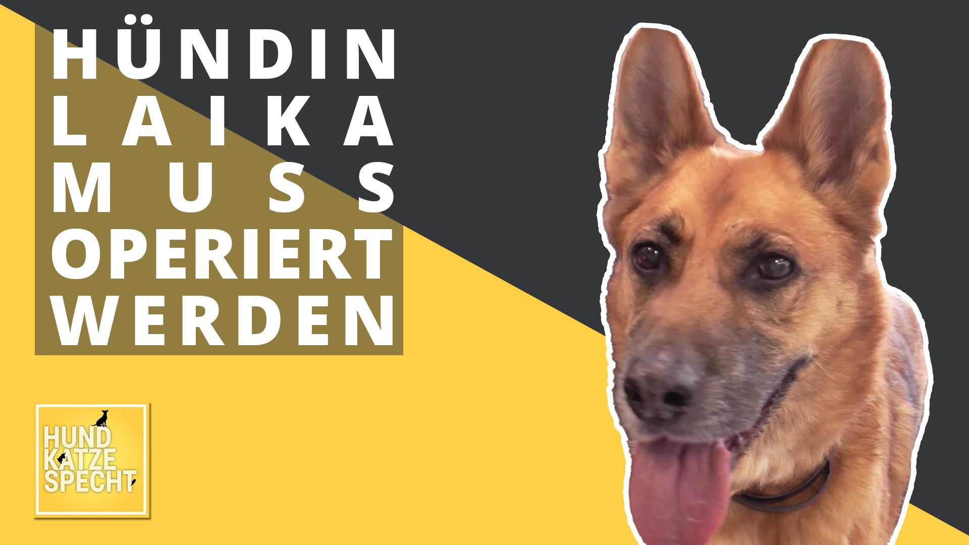 Hund Katze Specht aus dem Tierheim Koblenz
