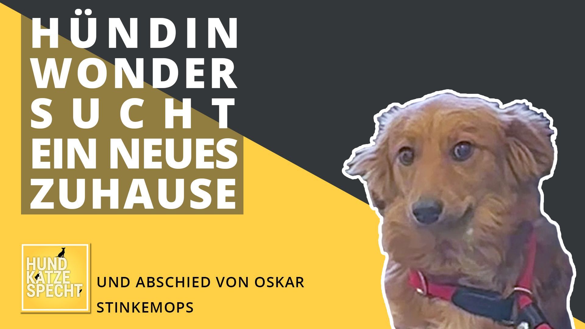 Wenn ein geliebtes Haustier gehen muss ...