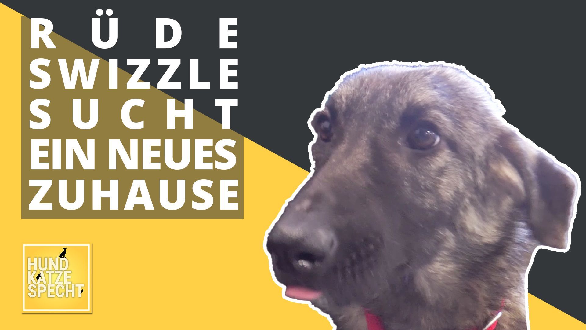 Neues aus dem Tierheim Koblenz