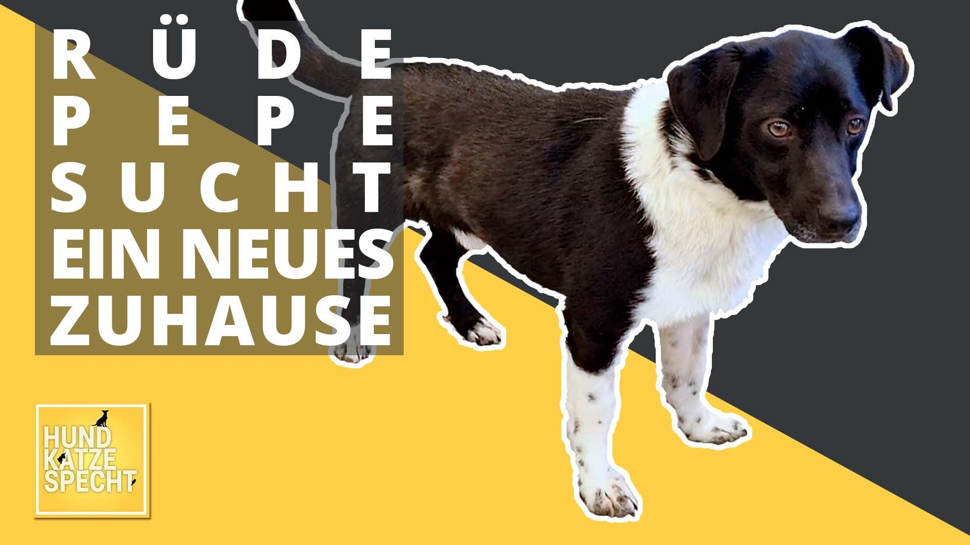 Hund Katze Specht aus dem Tierheim Koblenz