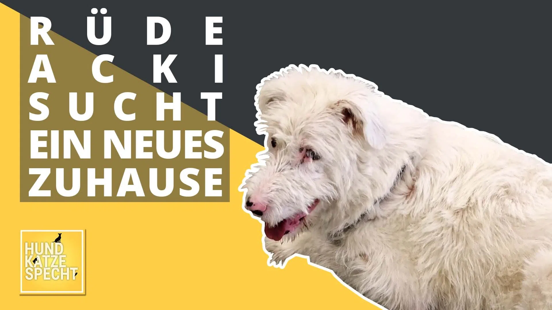 Hund Katze Specht aus dem Tierheim Koblenz