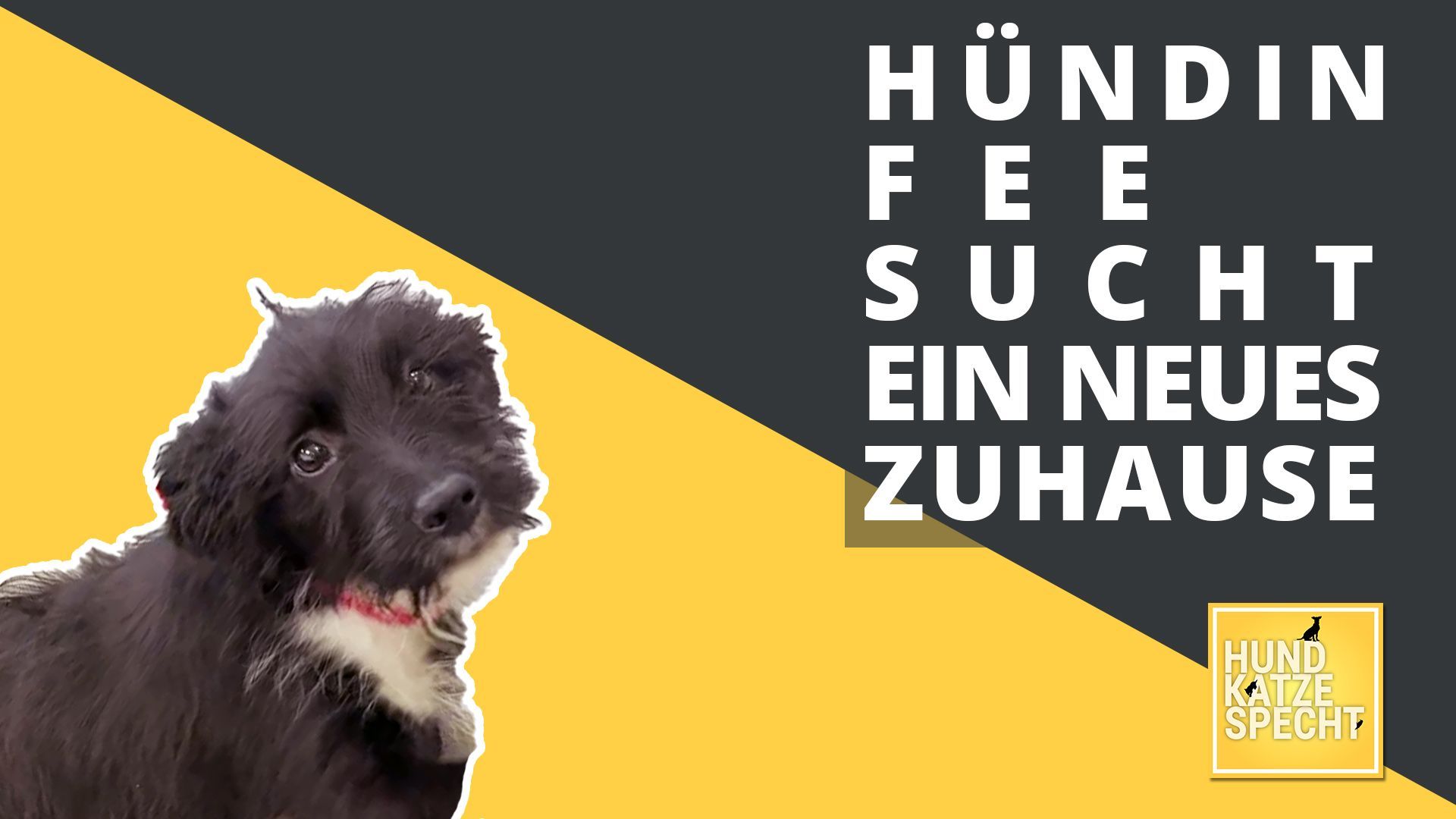 Hund Katze Specht aus dem Tierheim Koblenz