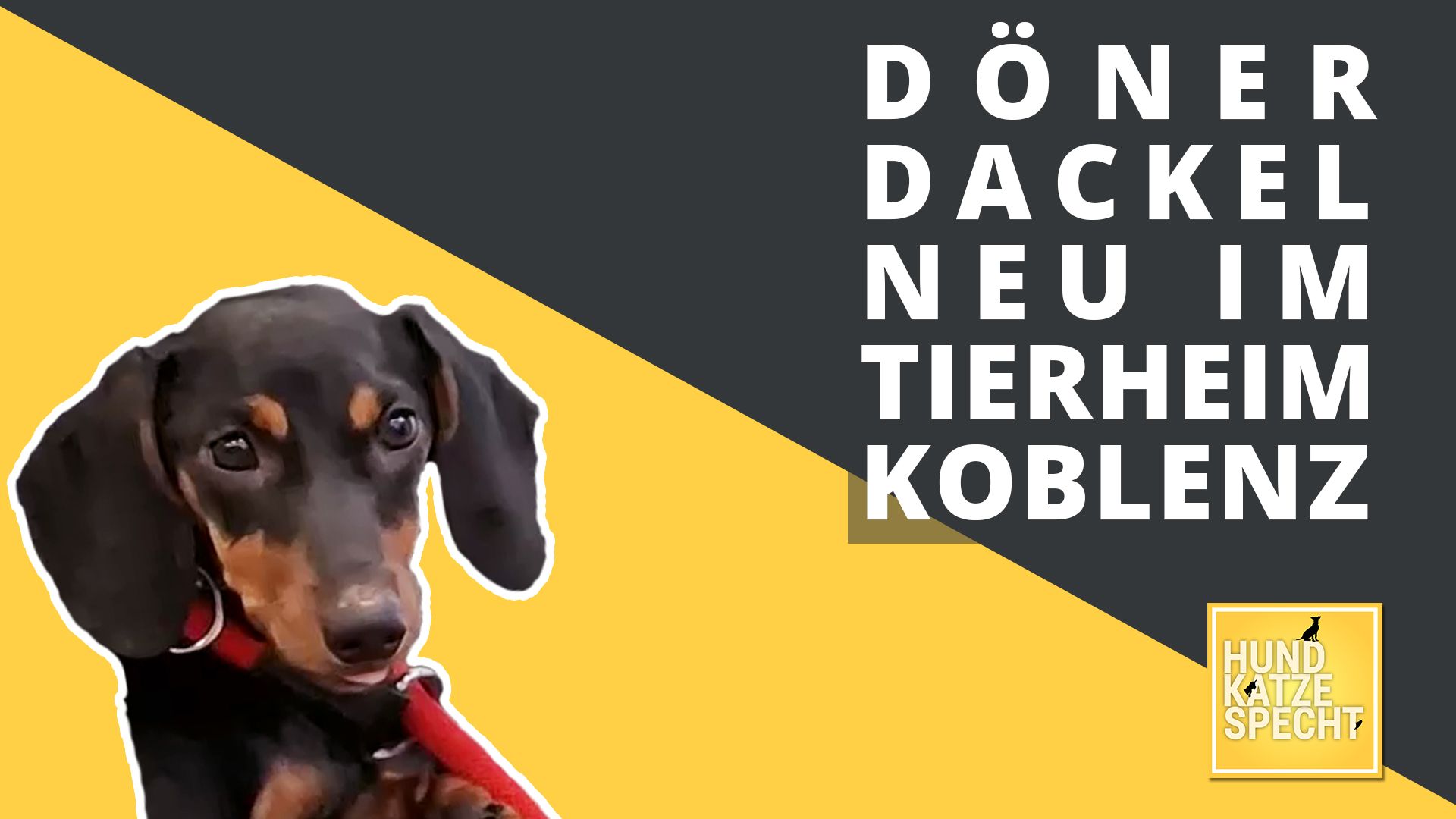 Der kleine Döner-Dackel stellt sich vor