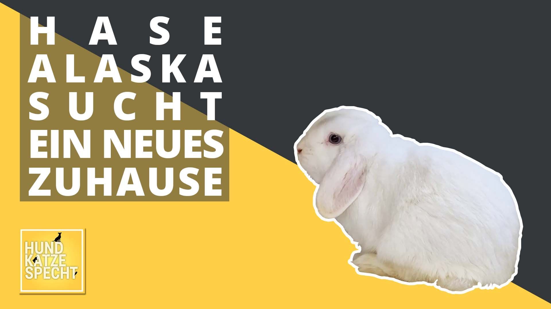 Alaska der Mümmelmann 
