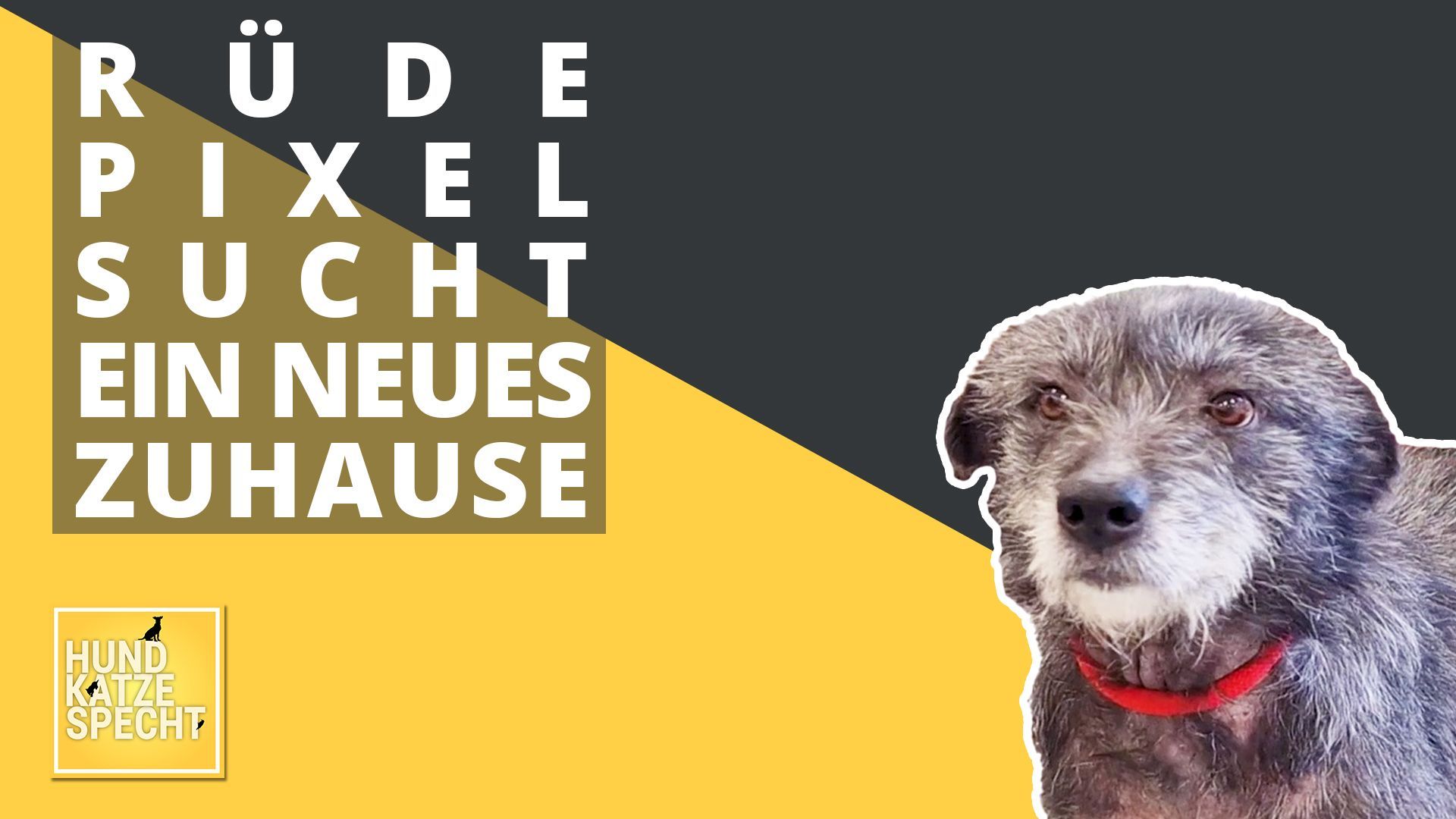 Hund Katze Specht feiert Weihnachten