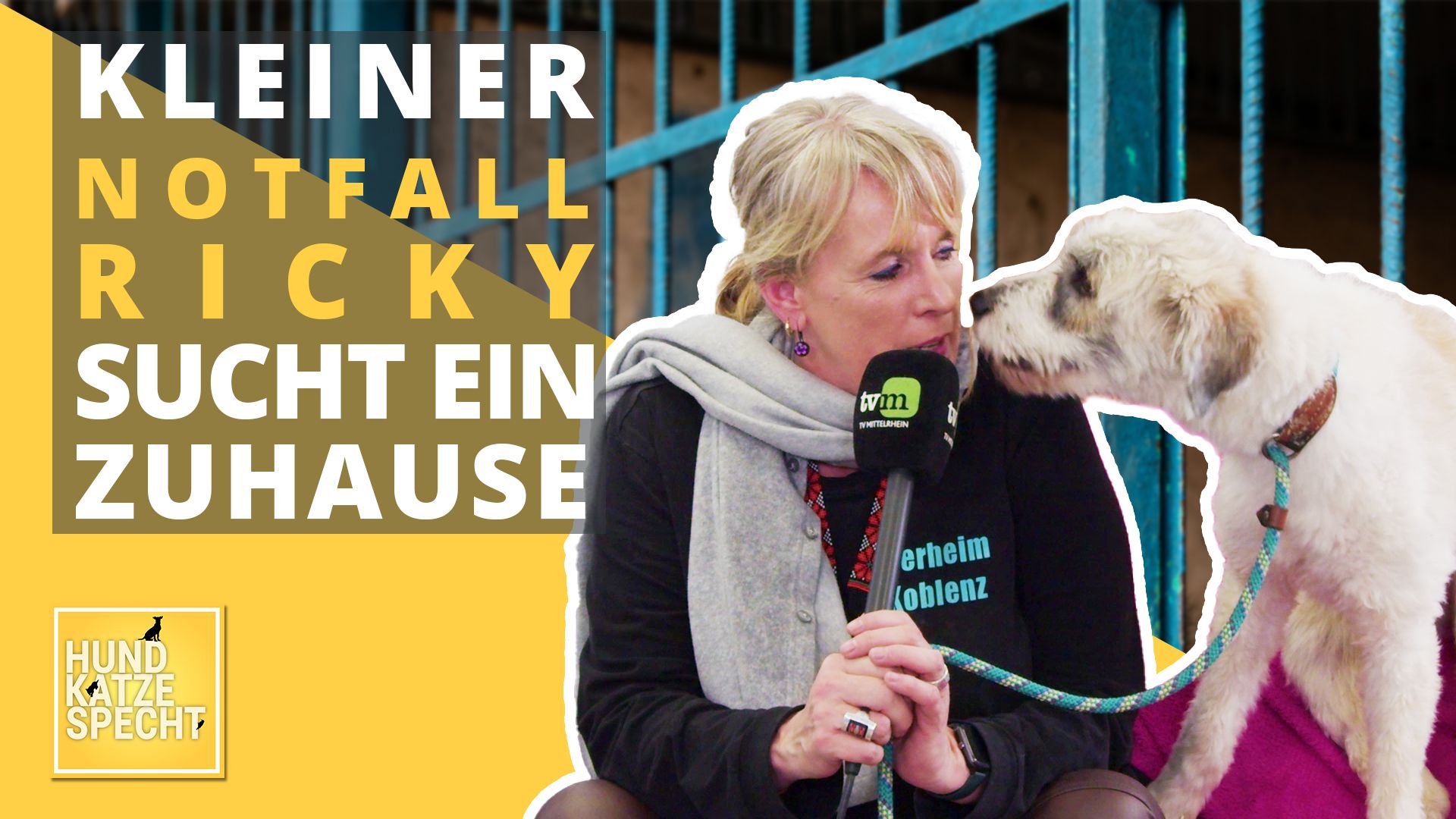 Hund Katze Specht aus dem Tierheim Koblenz
