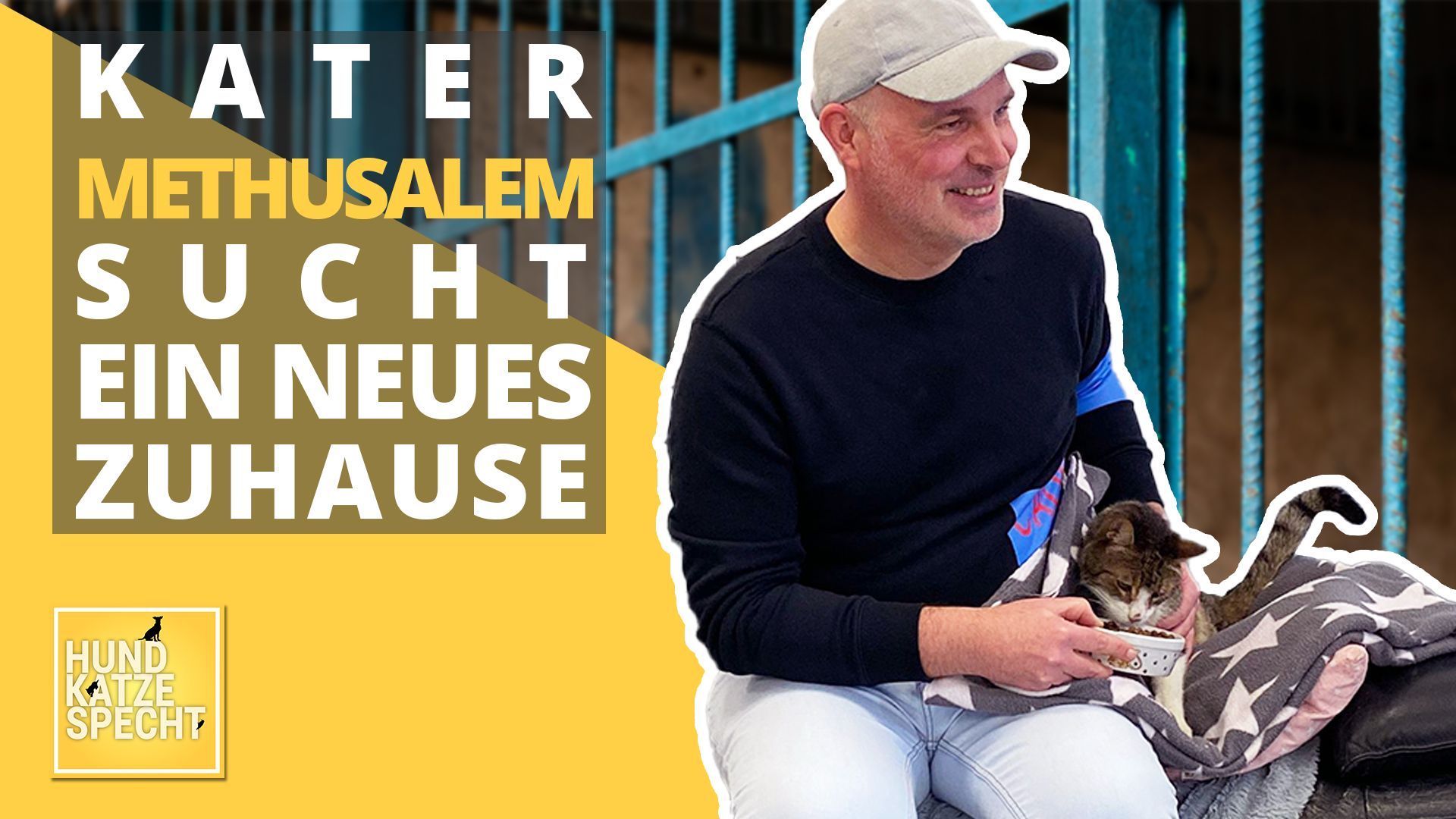 Hund Katze Specht: Kater Methusalem