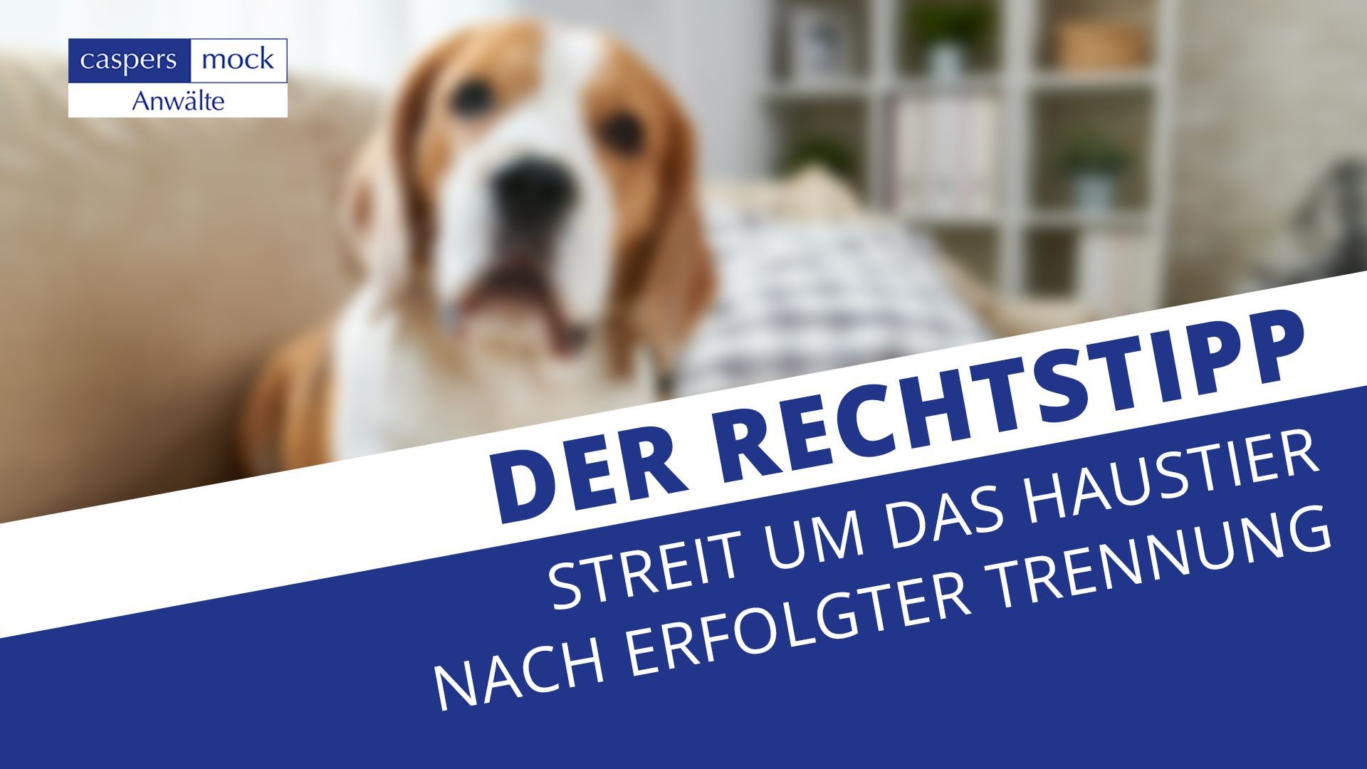 Streit um das Haustier nach der Trennung