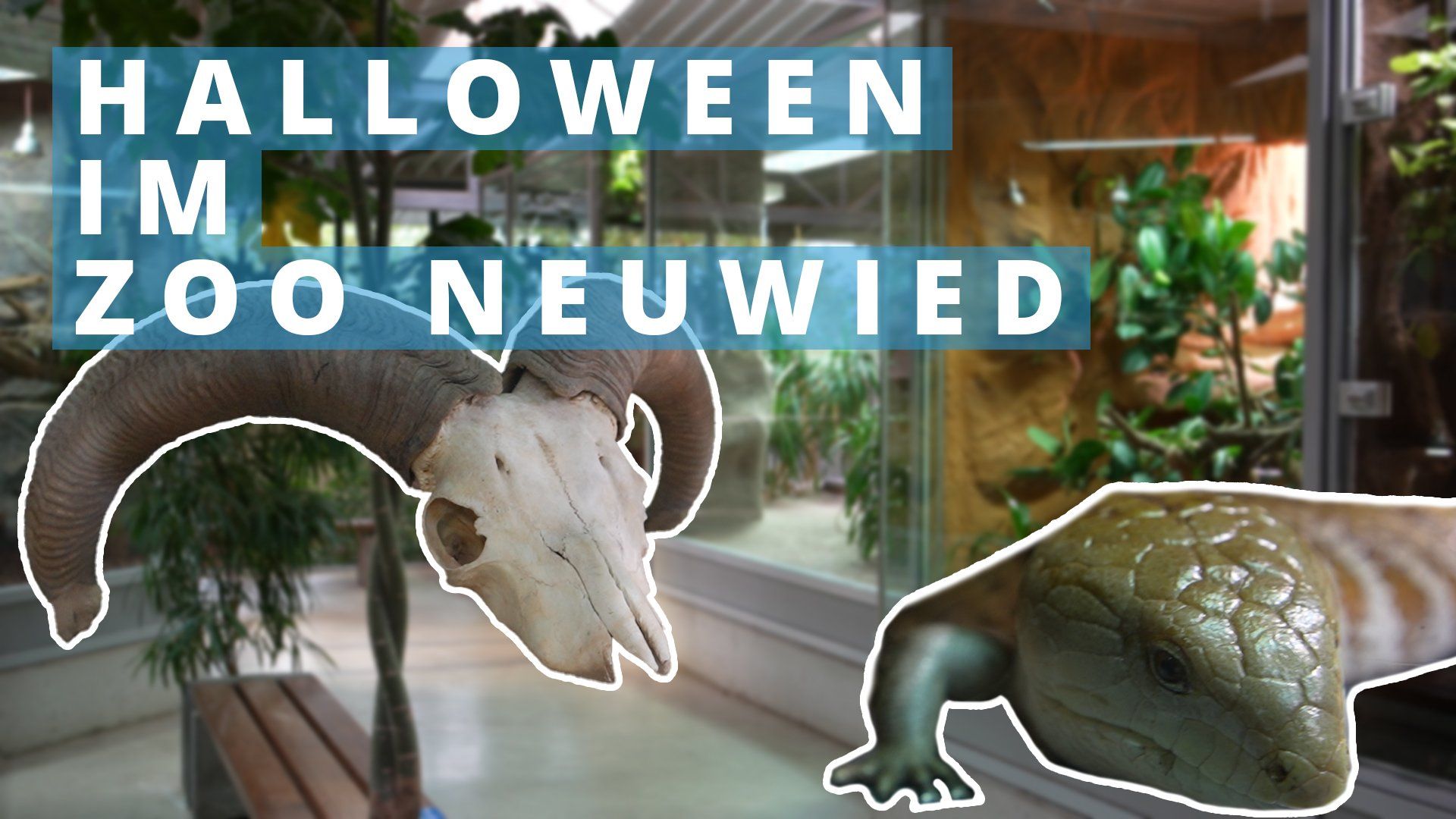 Erleben Sie Halloween dieses Jahr im Zoo Neuwied