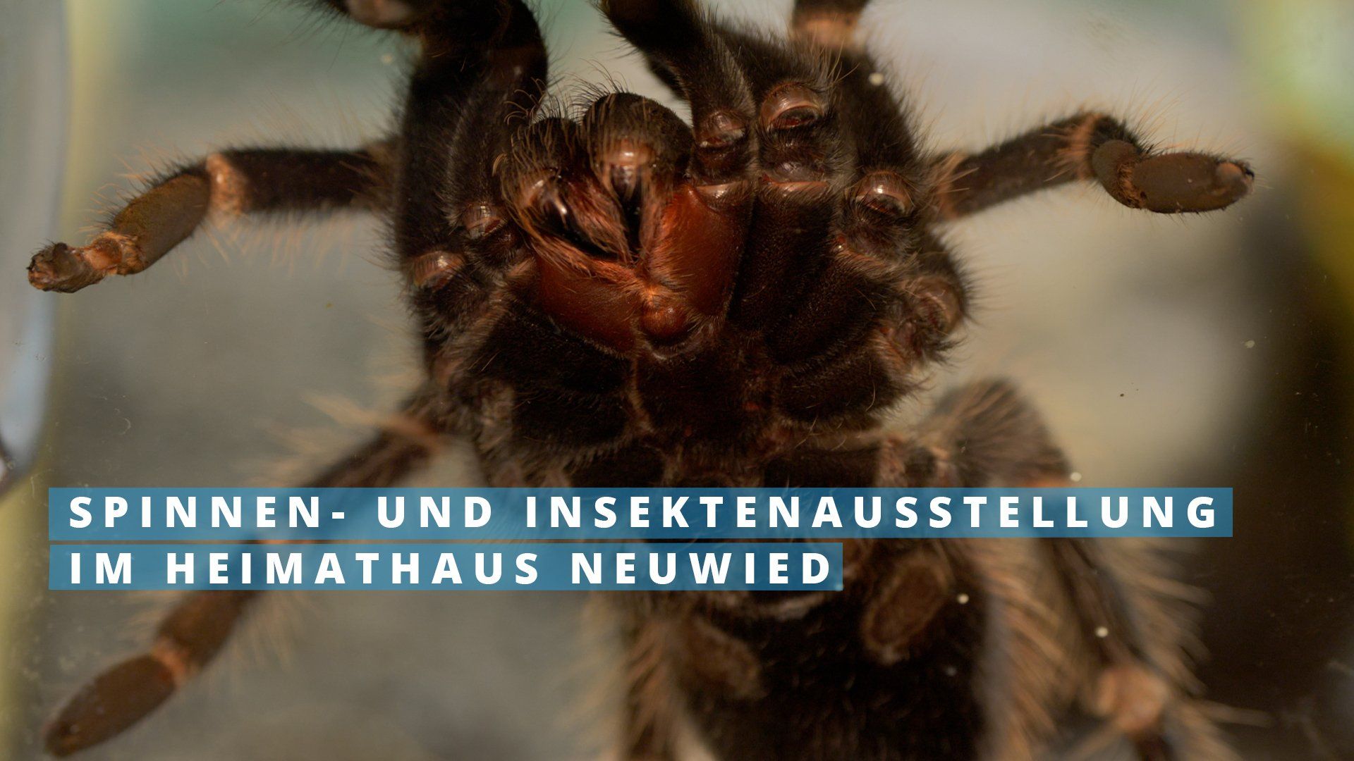 Grusel-Halloween-Ausstellung zeigt Spinnen und Taranteln