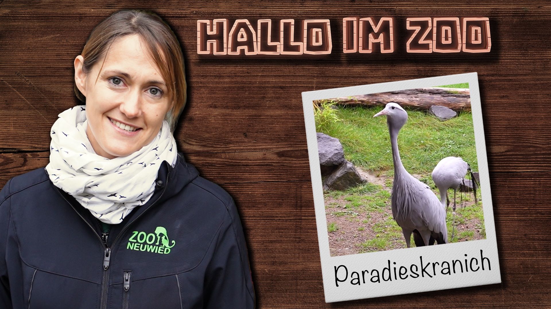 Wie tanzt ein Paradieskranich?