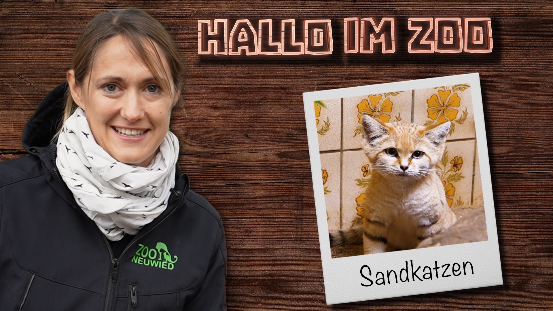 Sandkatzen: süß - aber gefährlich