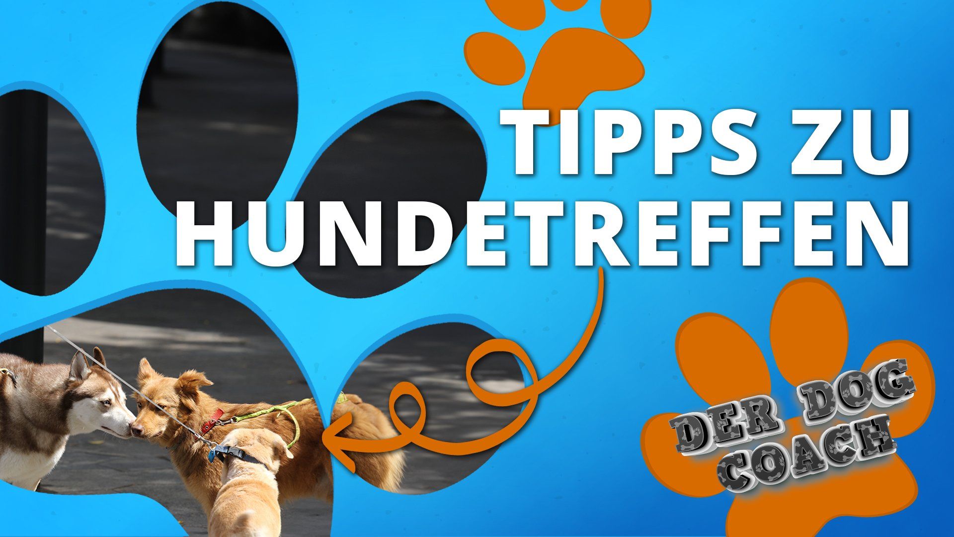 Unser Dog Coach mit den besten Tipps zu Hundebegegnungen