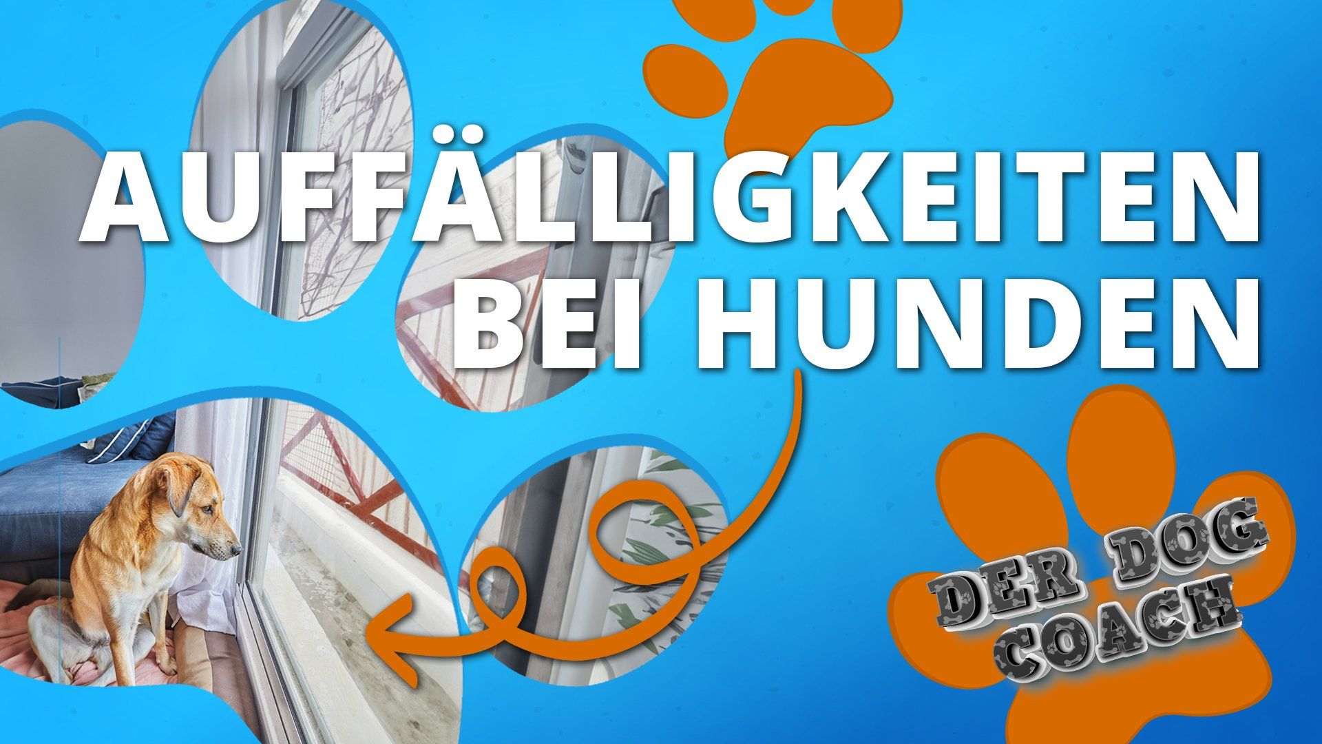 Auffälligkeiten beim Hund