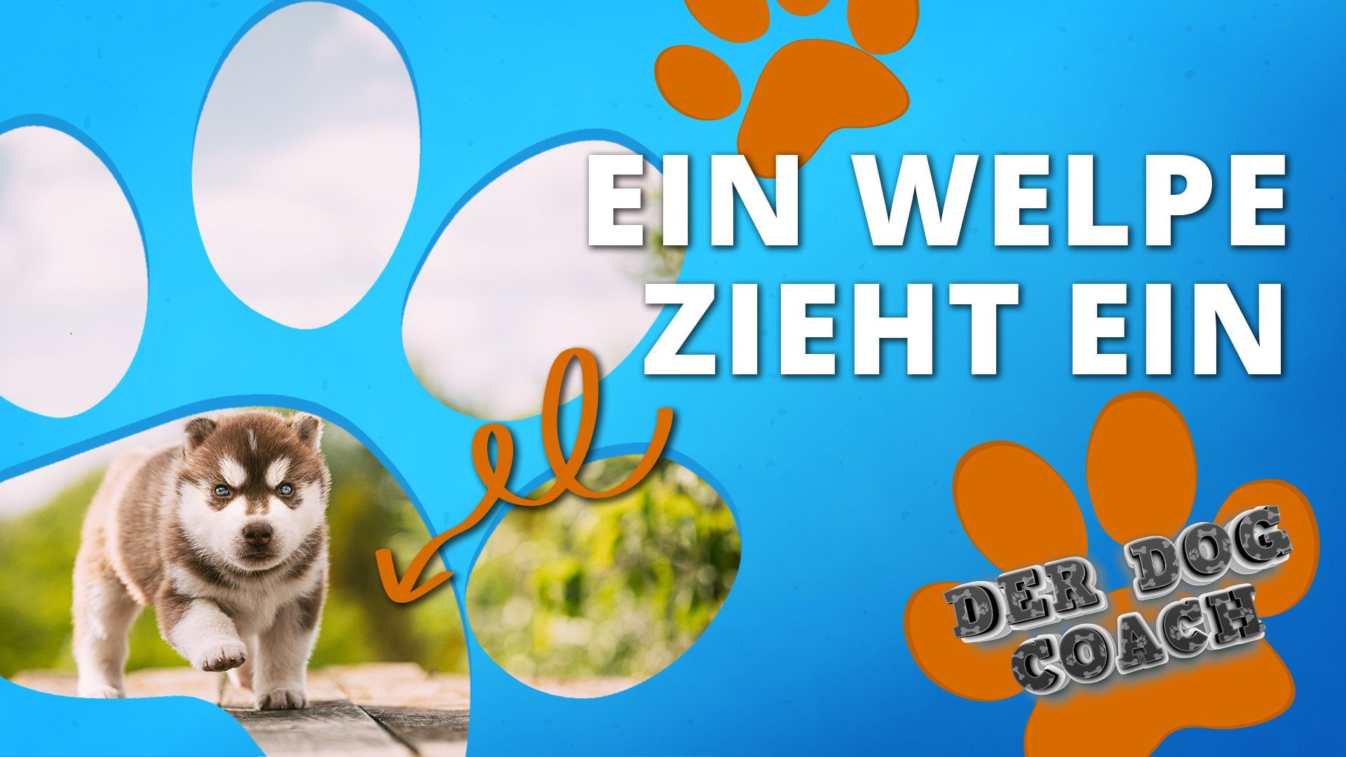 Der Dog Coach: Ein Welpe zieht ein