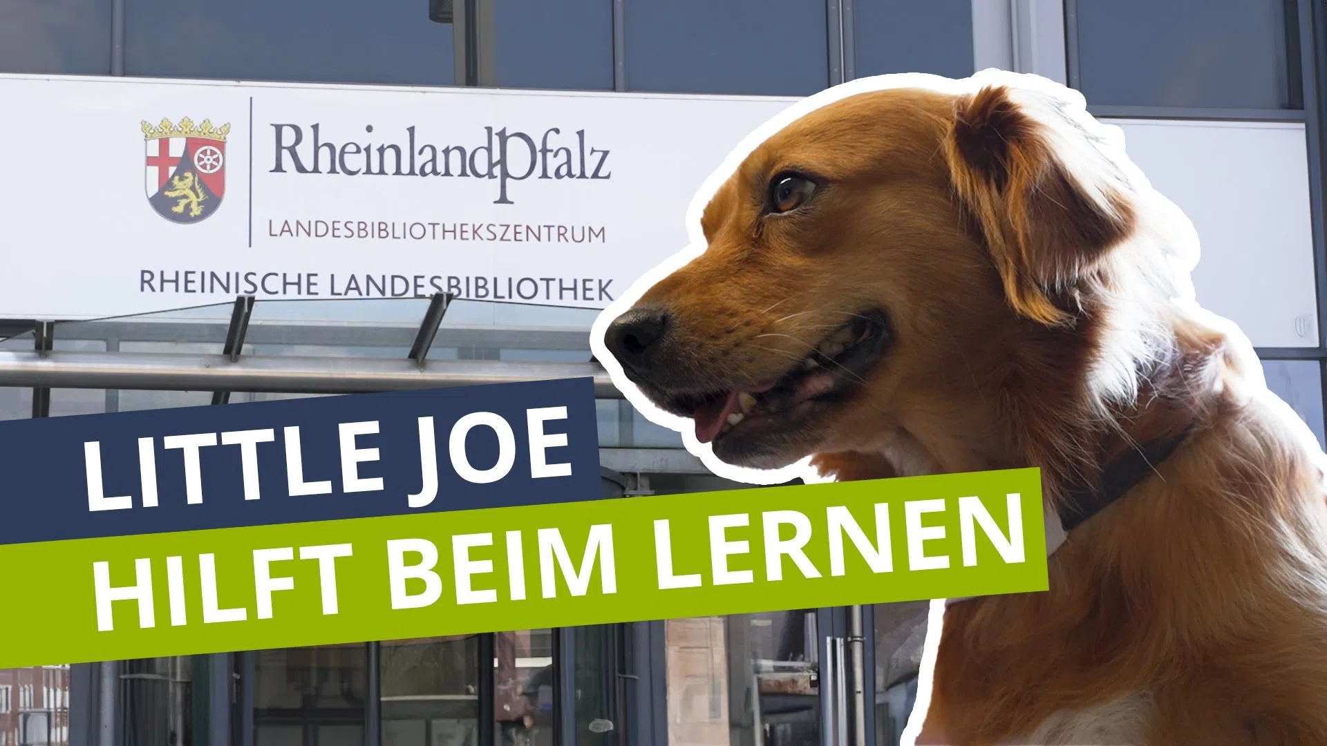 So hilft Begleithund Little Joe durch die Prüfungszeit - Lernpause mit Pfötchen 