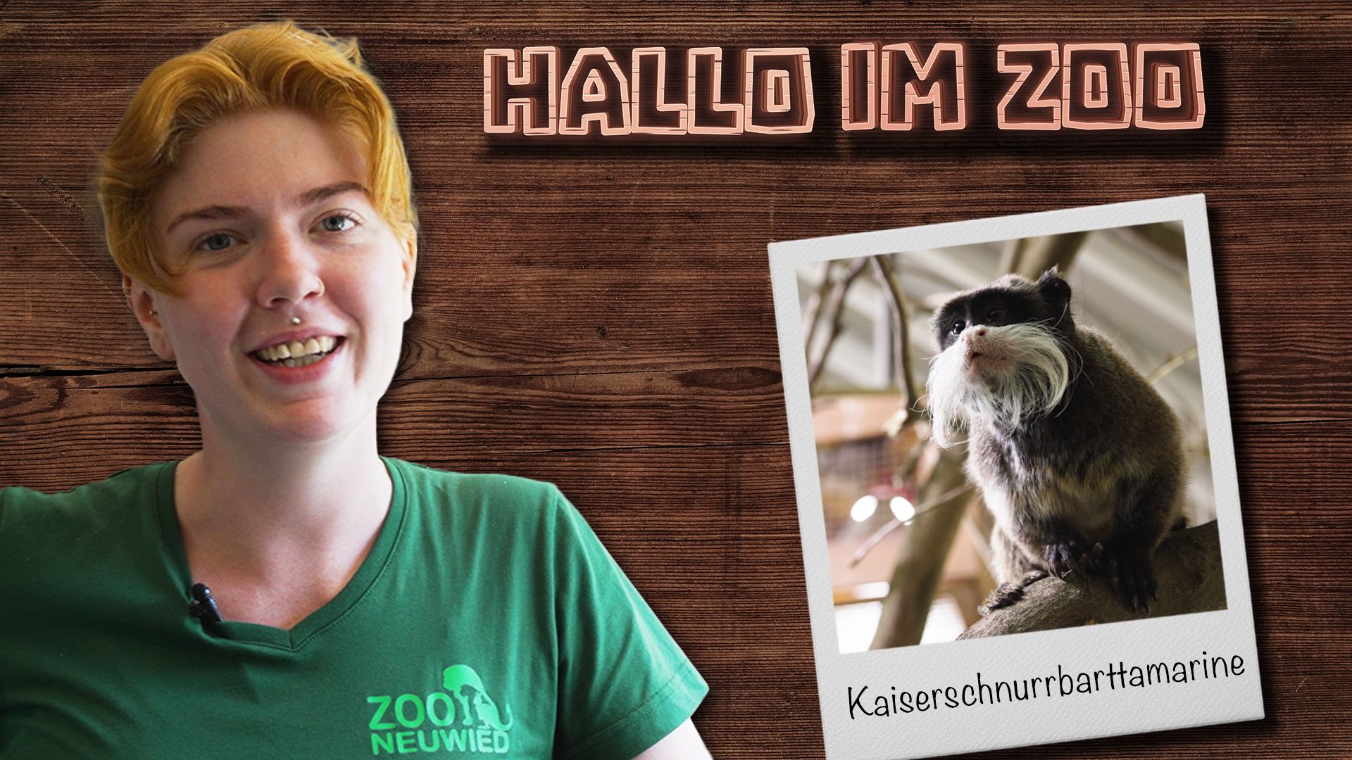 Kaiserschnurrbarttamarine: Die kleinen Primaten im Zoo Neuwied
