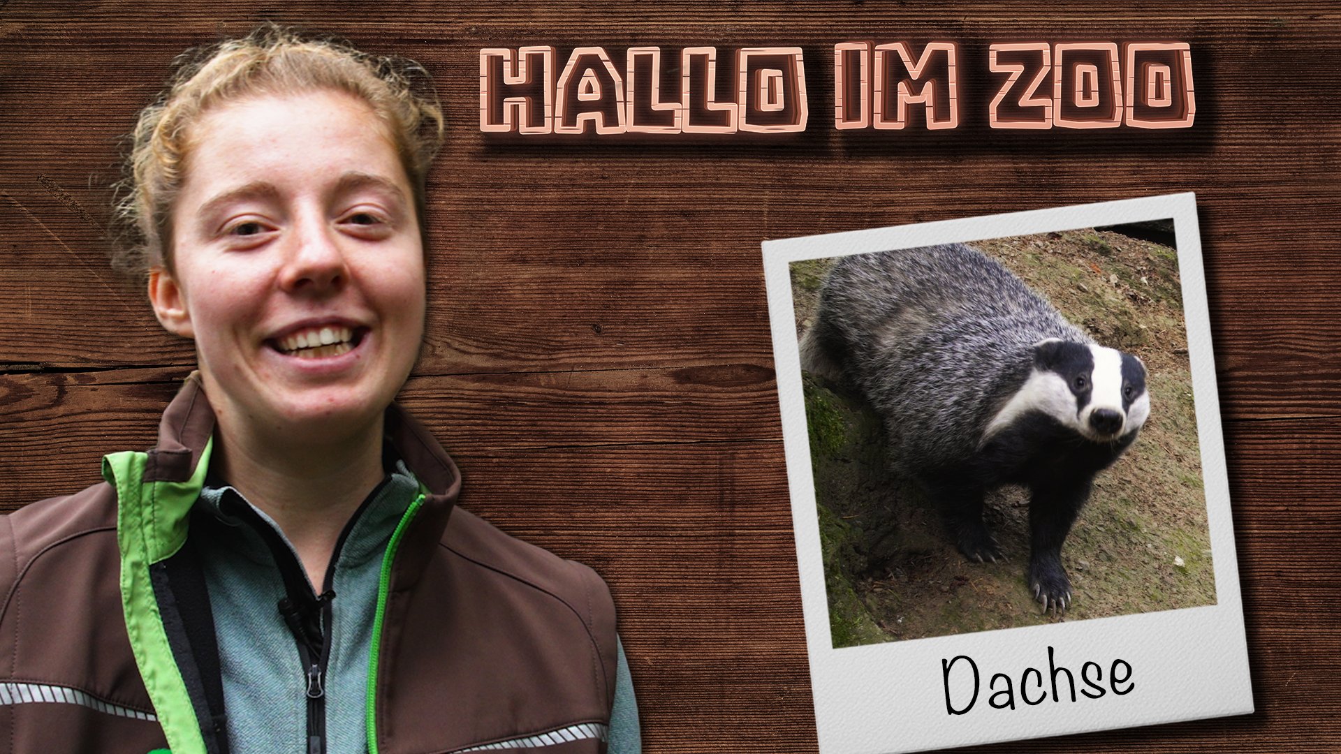 Hallo im Zoo: Dachse auf der Waage - Wie schwer sind die kleinen Gräbermeister?