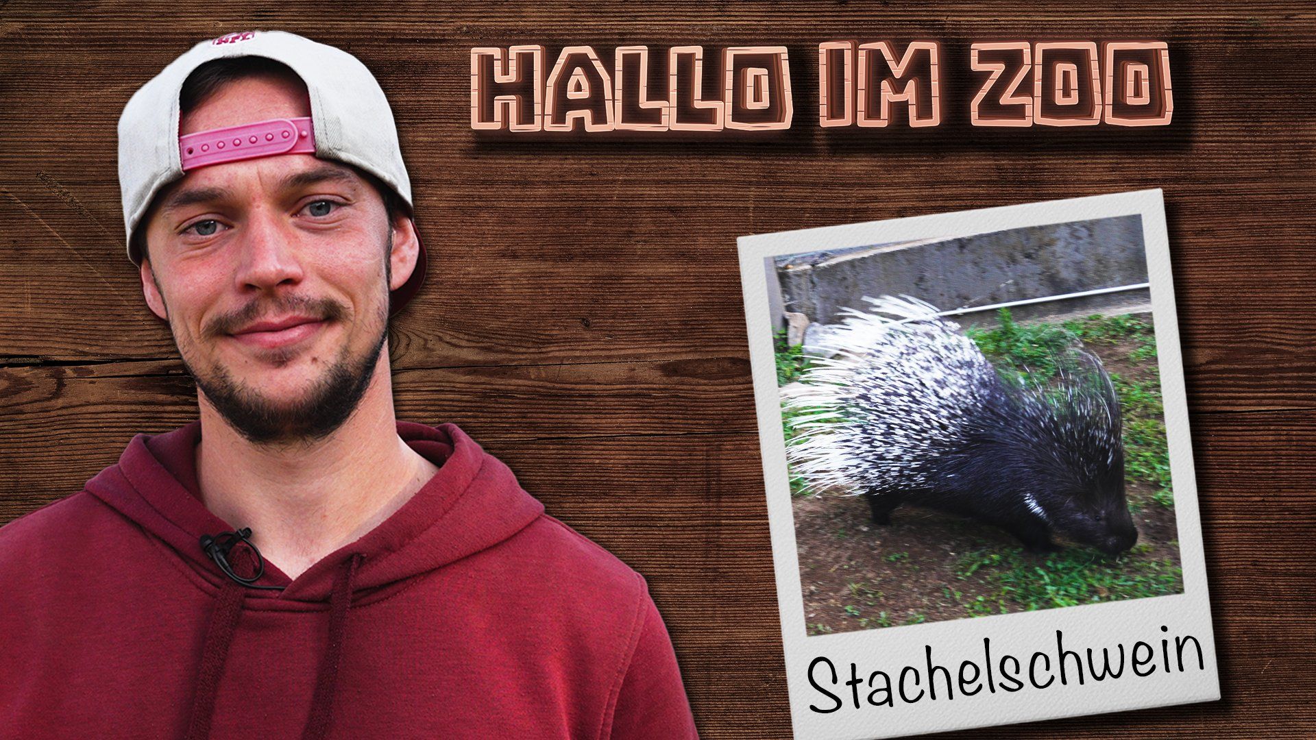Zahnspülung im Stachelschwein-Gehege - Hallo im Zoo 