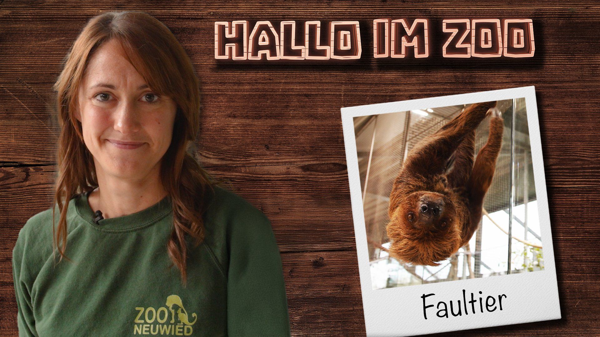 Faul, aber faszinierend: Ein Tag im Leben eines Faultiers! - Hallo im Zoo