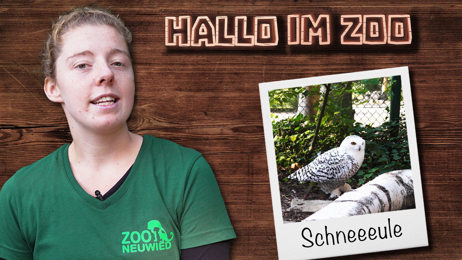 Hallo im Zoo - Zu Besuch bei den Schneeulen
