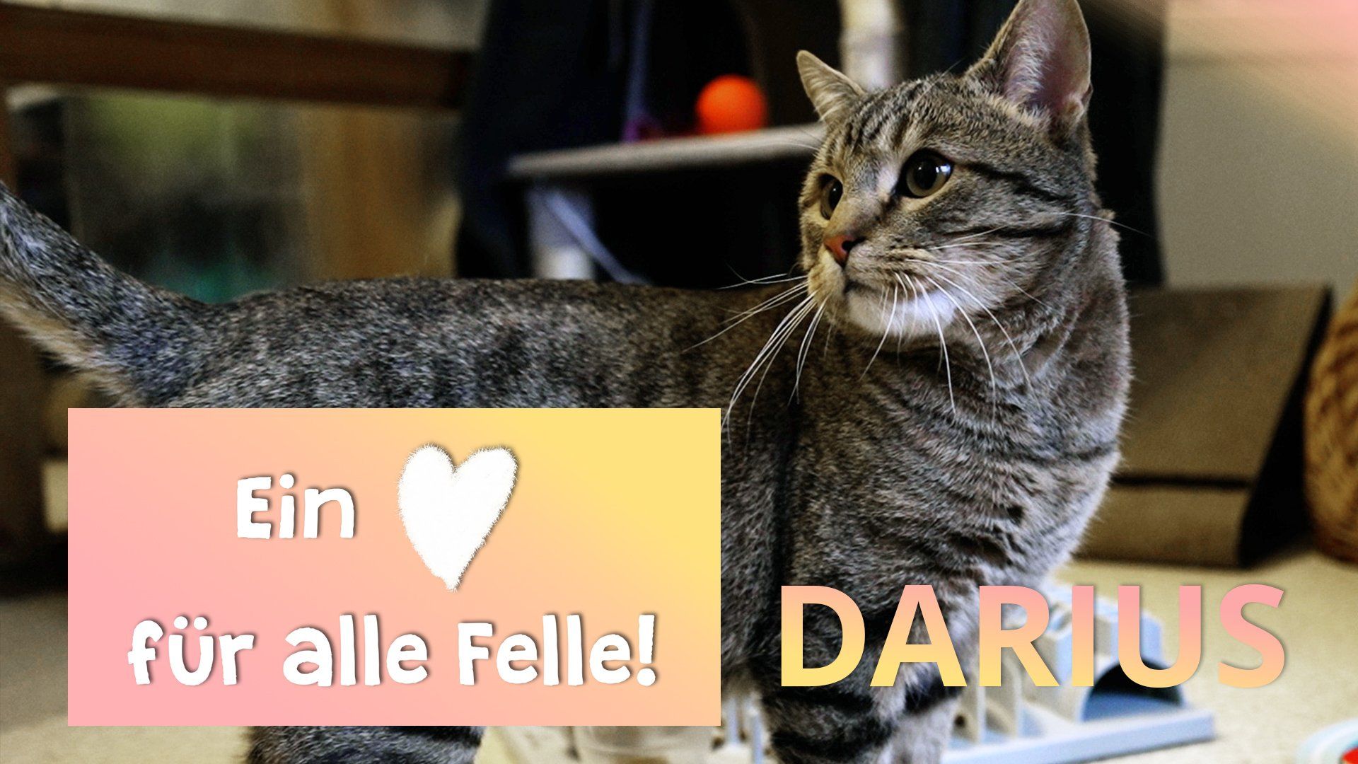 Ein Herz für alle Felle - Darius