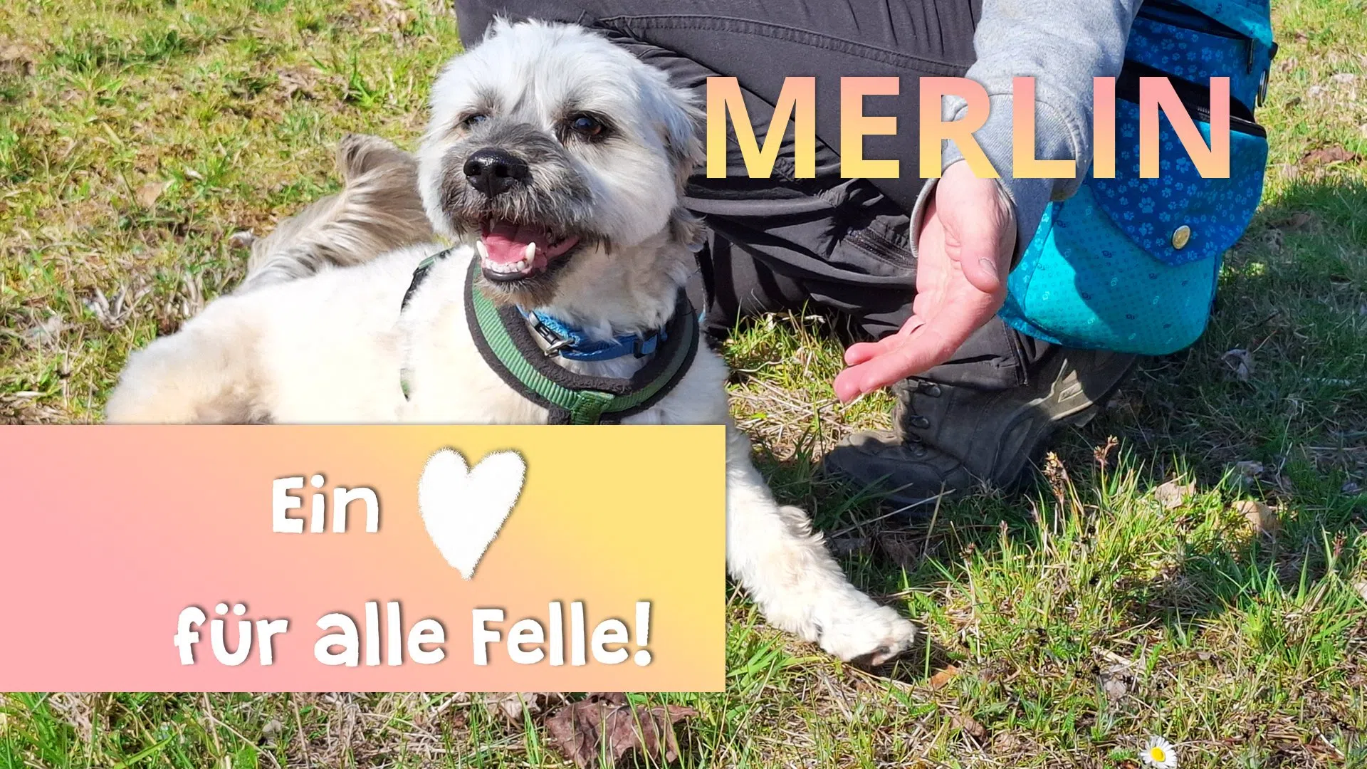 Ein Herz für alle Felle - Merlin