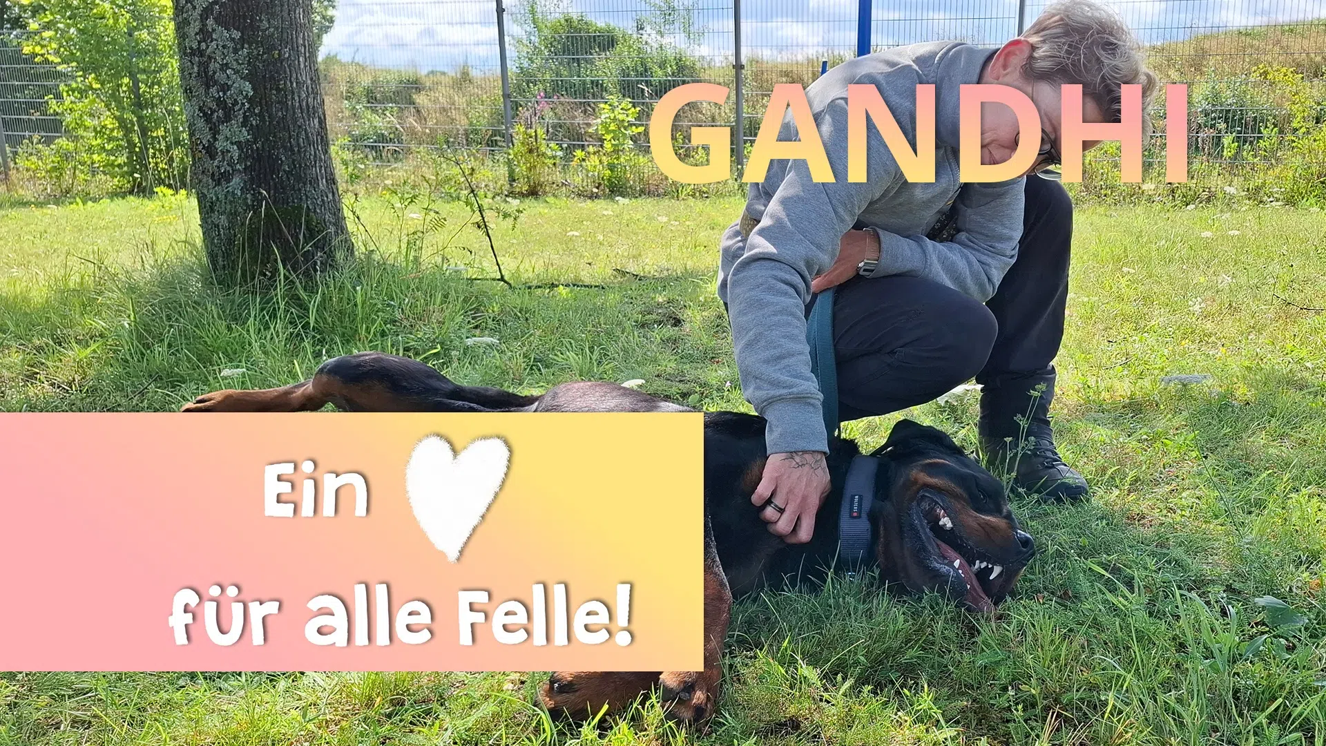 Ein Herz für alle Felle - Gandhi