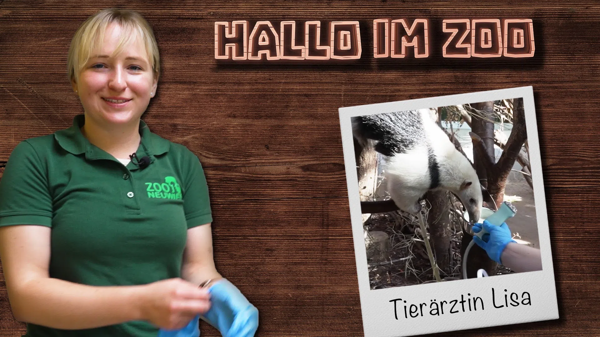60 Tage schwanger | Tamandua Esmeralda ist trächtig!