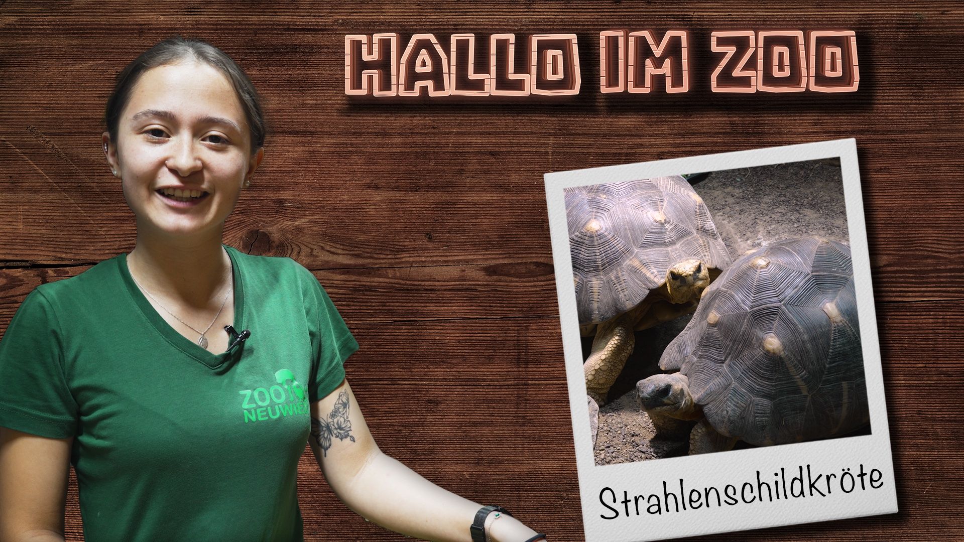 Streicheleinheiten bei den Strahlenschildkröten