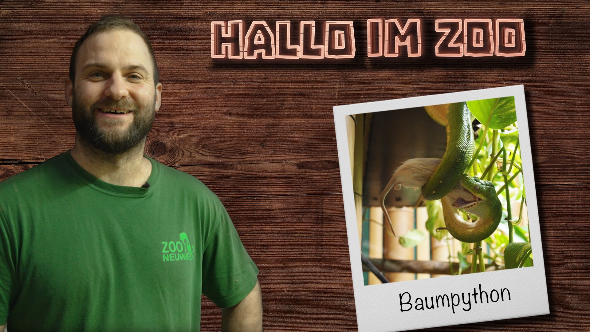 Ratten für die grünen Baumpythons