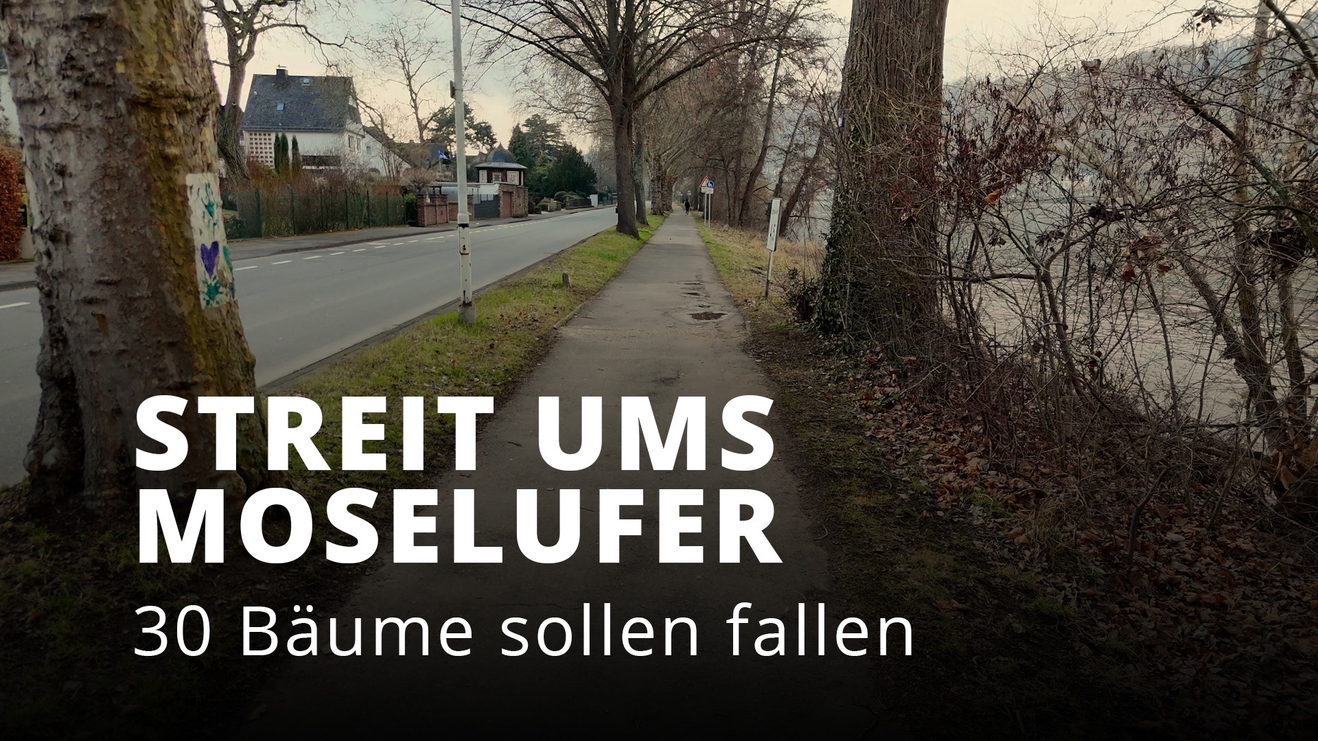 Streit um Moselufer: Bäume oder Radweg?