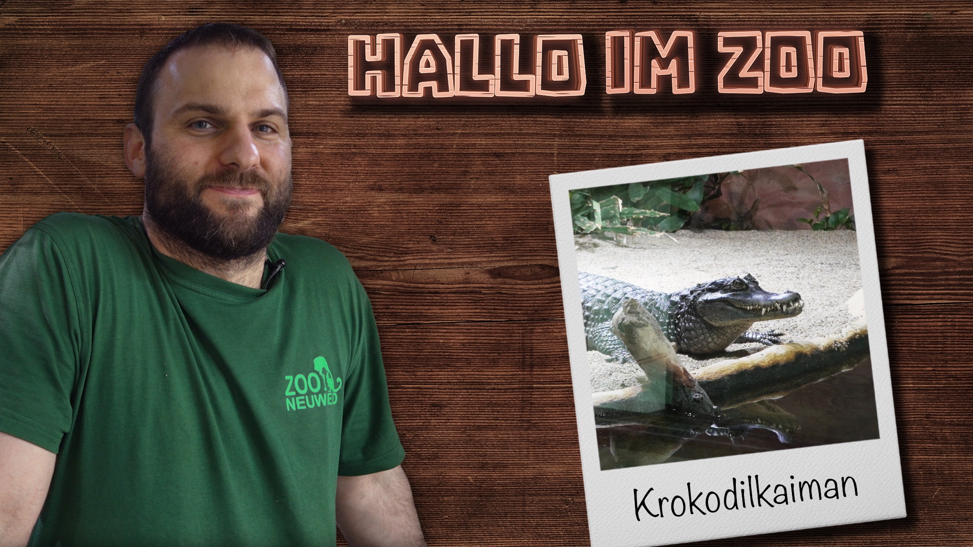 Ja, die sind echt! | Fütterung bei den Krokodilkaimanen