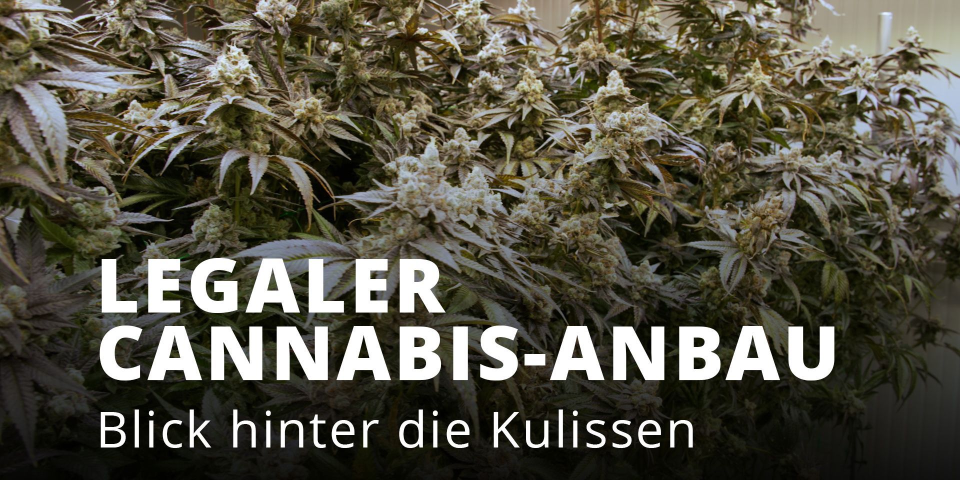 Aktuell
