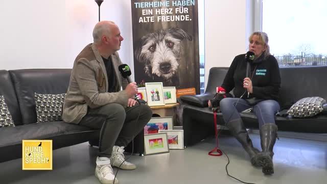 Hund Katze Specht - Das Zeitschwein