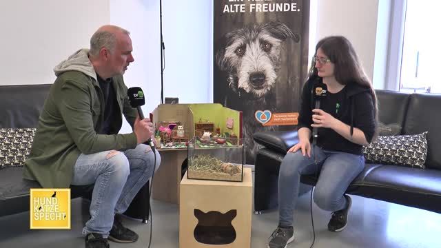 Der Specht unter Maus und Vogel