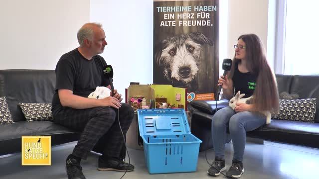 Zwei Kaninchen suchen ein liebevolles neues Zuhause