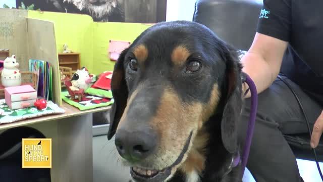 Hund Katze Specht aus dem Tierheim Koblenz
