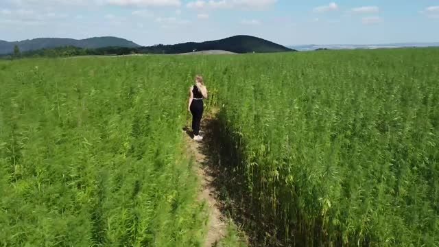 Verschwunden im Hanflabyrinth...