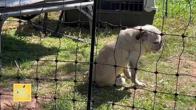 Hund Katze Specht Spezial